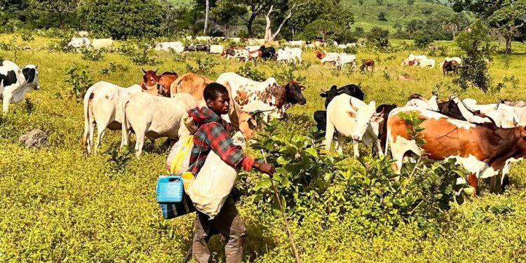 Beyla : 1 500 bœufs reconduits vers la frontière dans le cadre de la lutte contre la transhumance illégale